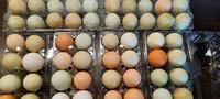 Яйца Деревенские - Куриные (микс разных цветов от разных пород)